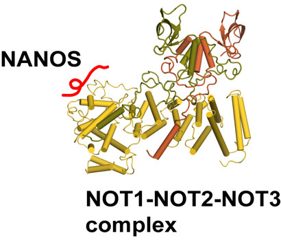 NOT-module in complex with NANOS peptide